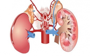 Giữ gìn thận và dương khí là căn bản để chống lại bệnh tật